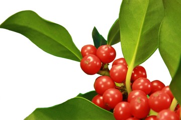 wild_berry_red