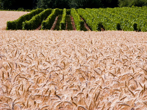 Champ de bl&eacute; en Savoie