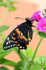 Black Swallowtail butterfly underside