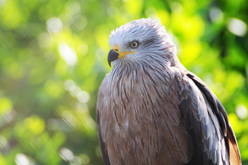 black kite (milvus migrans)