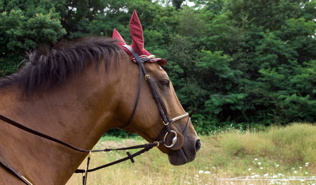 Cavallo doc