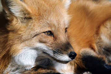 Red Fox Portrait