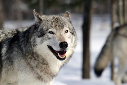 Gray Wolf
