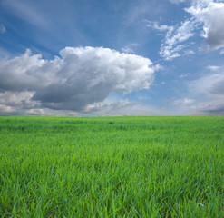 Fototapeta premium Green Grass and Blue Sky