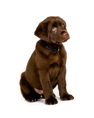 Labrador Retriever puppy
