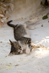 Chaton