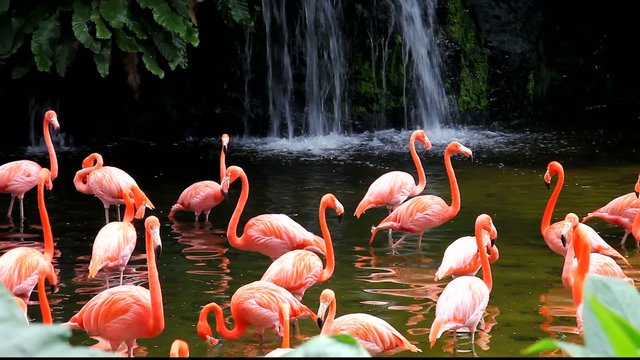 Flamingo lake with waterfall