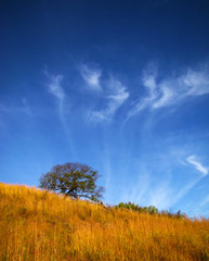 lonely tree and beautiful clouds