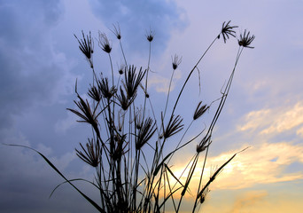 reed stalks in the swamp against sunlight