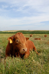 Red Bull and Cows in Field