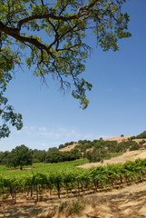 Green Grape Vines