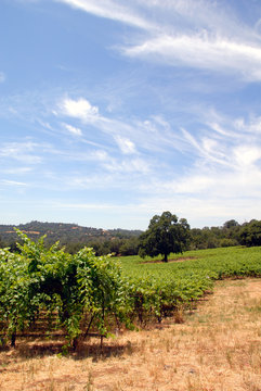 Green Grape Vines and Oak Tree