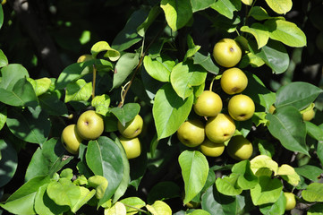 des nashis, ou poires asiatiques, sur l'arbre