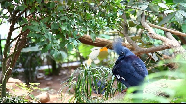 Victoria Crowned Pigeons, world's largest pigeon