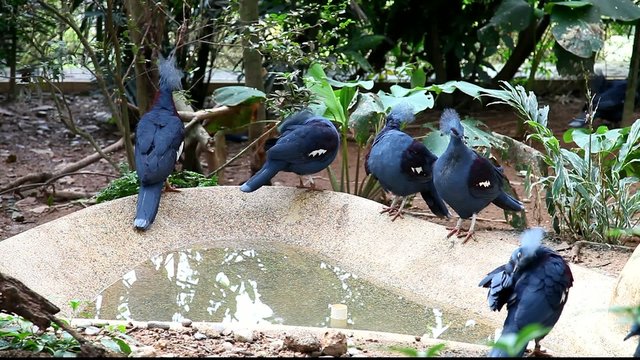 Crowned Pigeons, endangered species
