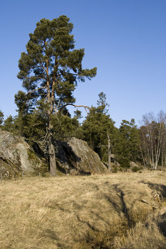 Schwedische Naturlandschaft