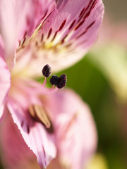 A beautiful Peruvian Lilly