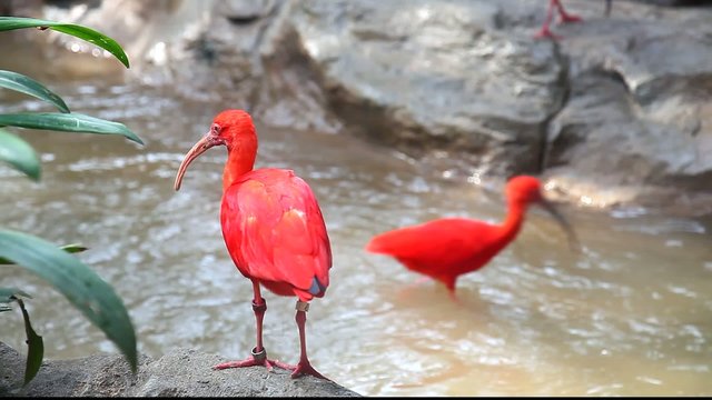 Scarlet ibis