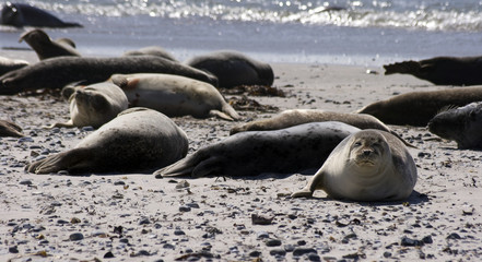 Seehunde, Helgoland, Germany