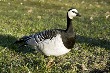 Weißwangengans, Branta leucopsis, Barnacle Goose