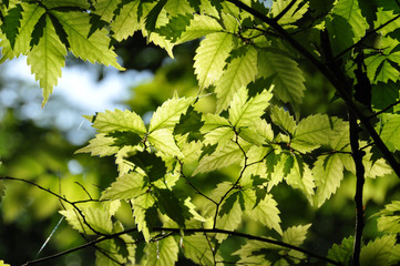 rameaux de charme en contre-jour