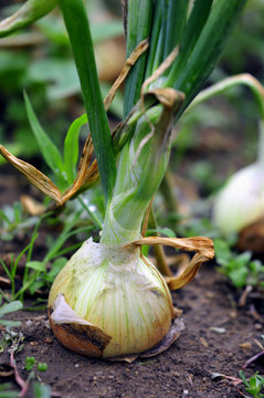 cultivo cebollas