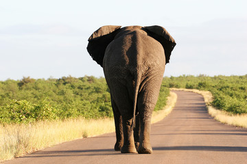 South Africa's Wildlife