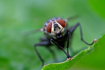 Fliegenaugen