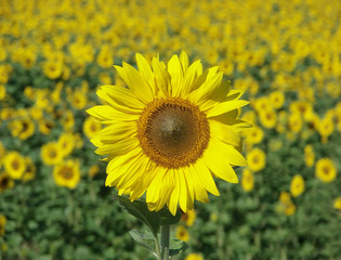 Fototapeta premium sunflower