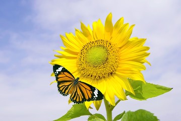 Naklejka premium Sunflower and orange butterfly