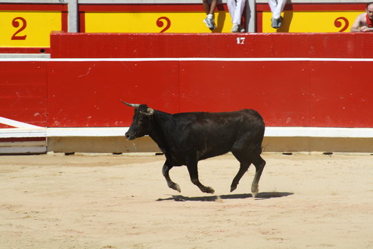 Vaquilla.