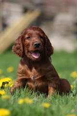 portrait d'un chiot setter irlandais assis dans l'herbe de face