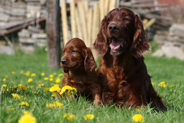 setter irlandais et son chiot assis dans un  pré - pissenlit