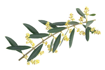 La fleur d'olivier
