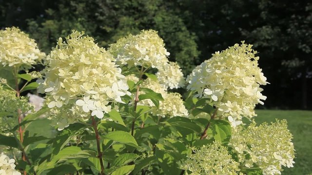 Riesenhortensie - Pee gee hydrangea