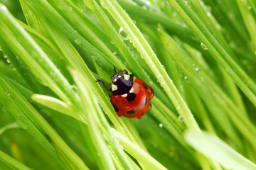 ladybug on grass
