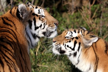 Tiger Pair