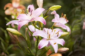 Lilly  flower closeup