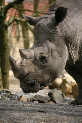 Obraz premium Breitmaulnashorn