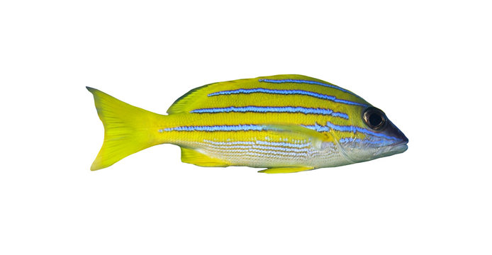 Blaustreifen-Schnapper,Lutjanus Kasmira