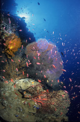 Fototapeta na wymiar Podwodne krajobraz miękkich korali i fanów morskich