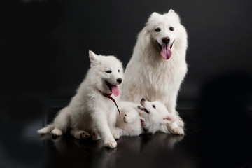 Husky Family