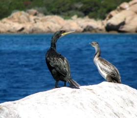 Cormorani