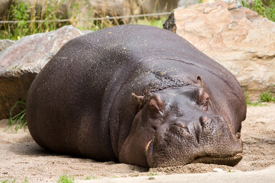 sleeping hippopotamus