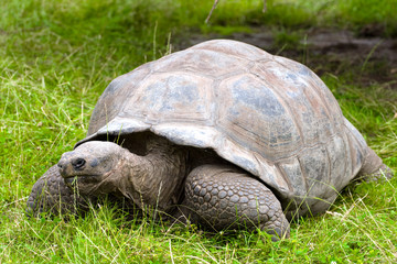 Galapagos giant tortoise