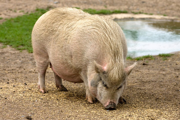 pig on farm