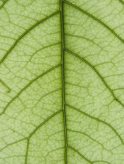 Leaf of a plant