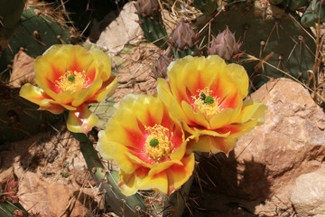 Kaktusblüten 2