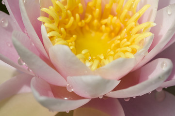 water lily