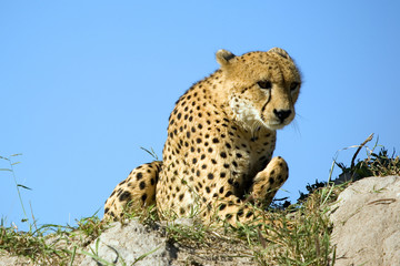 Gepard
